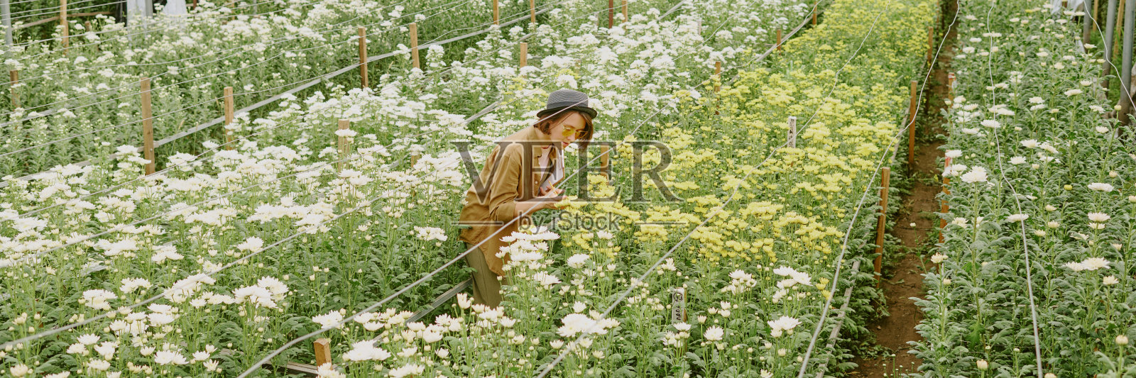 在大型温室设施中观察花卉生长照片摄影图片