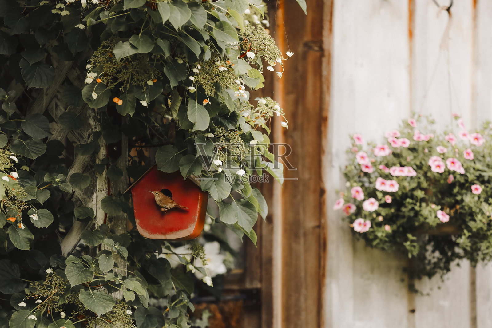 屋鹃栖息在鸟屋上照片摄影图片