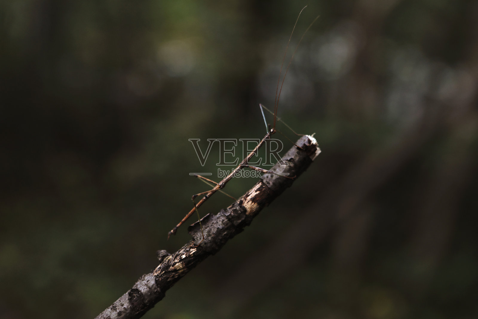 棍虫照片摄影图片
