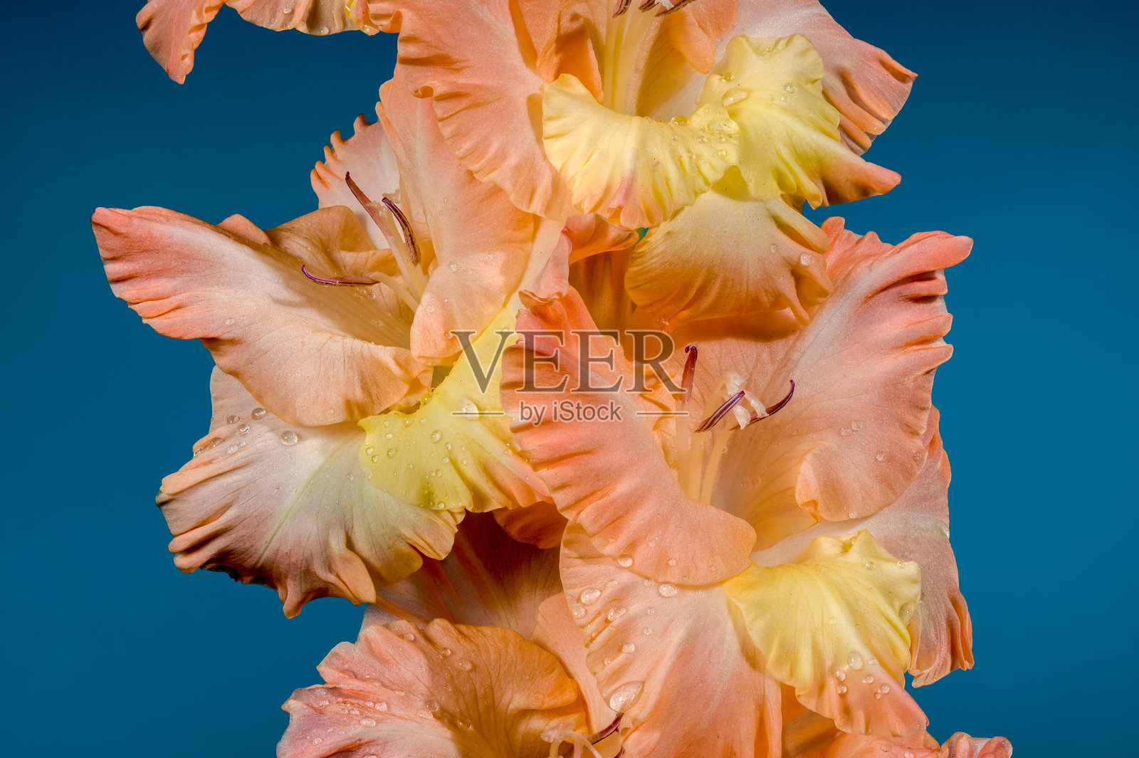 盛开的剑兰花朵在蓝色背景上亲吻着褶边照片摄影图片