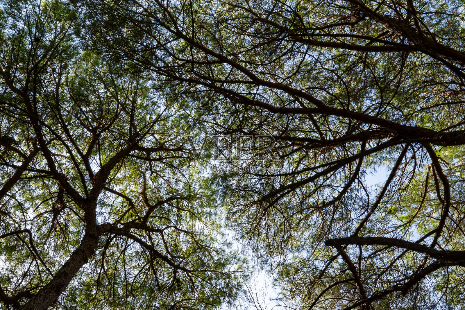 从下面看克罗地亚伊斯特拉州罗维尼的金角森林（Zlatni rt）中的松树树冠。逆光拍摄。照片摄影图片