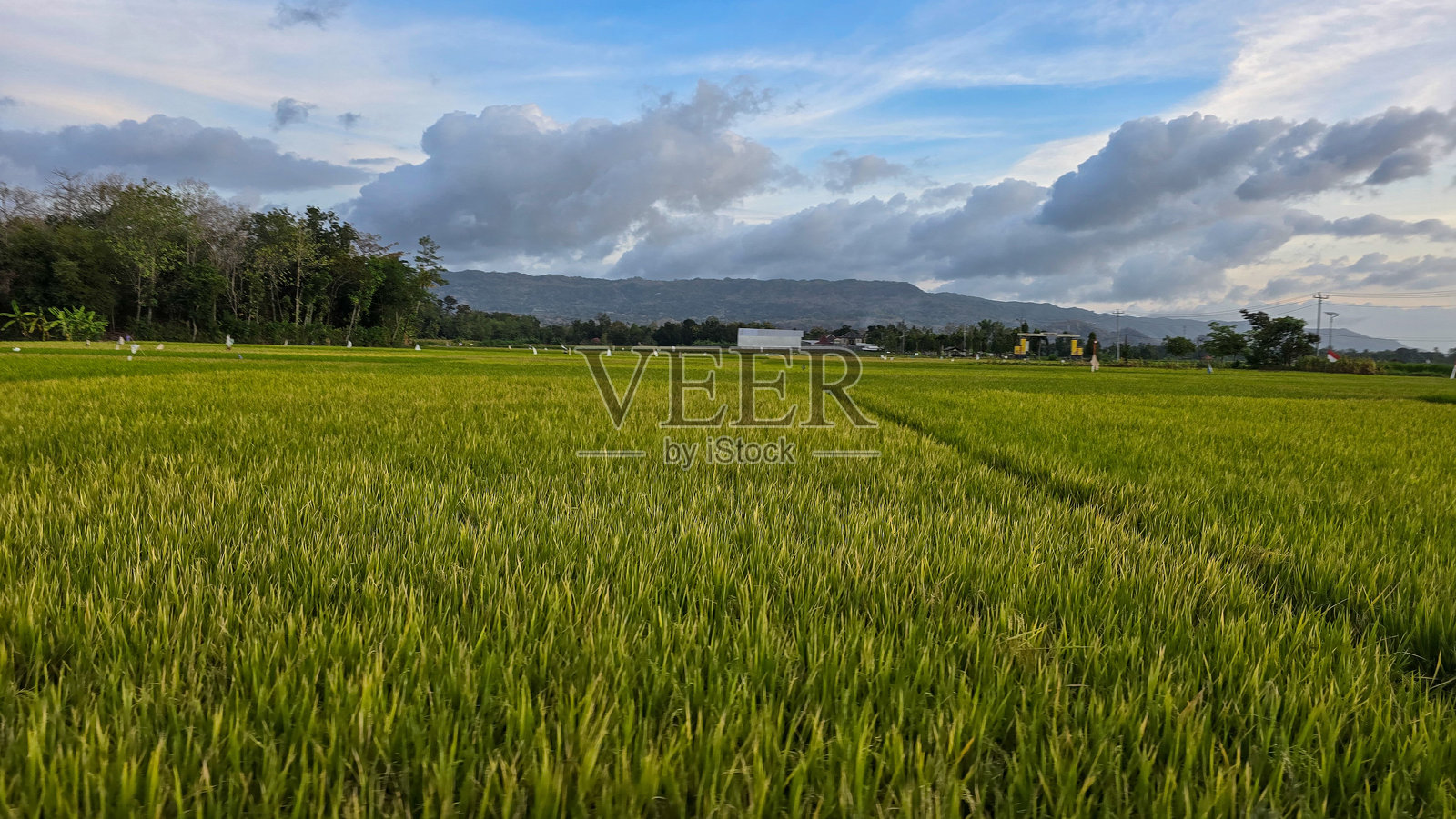 云雾缭绕下的美丽稻田照片摄影图片