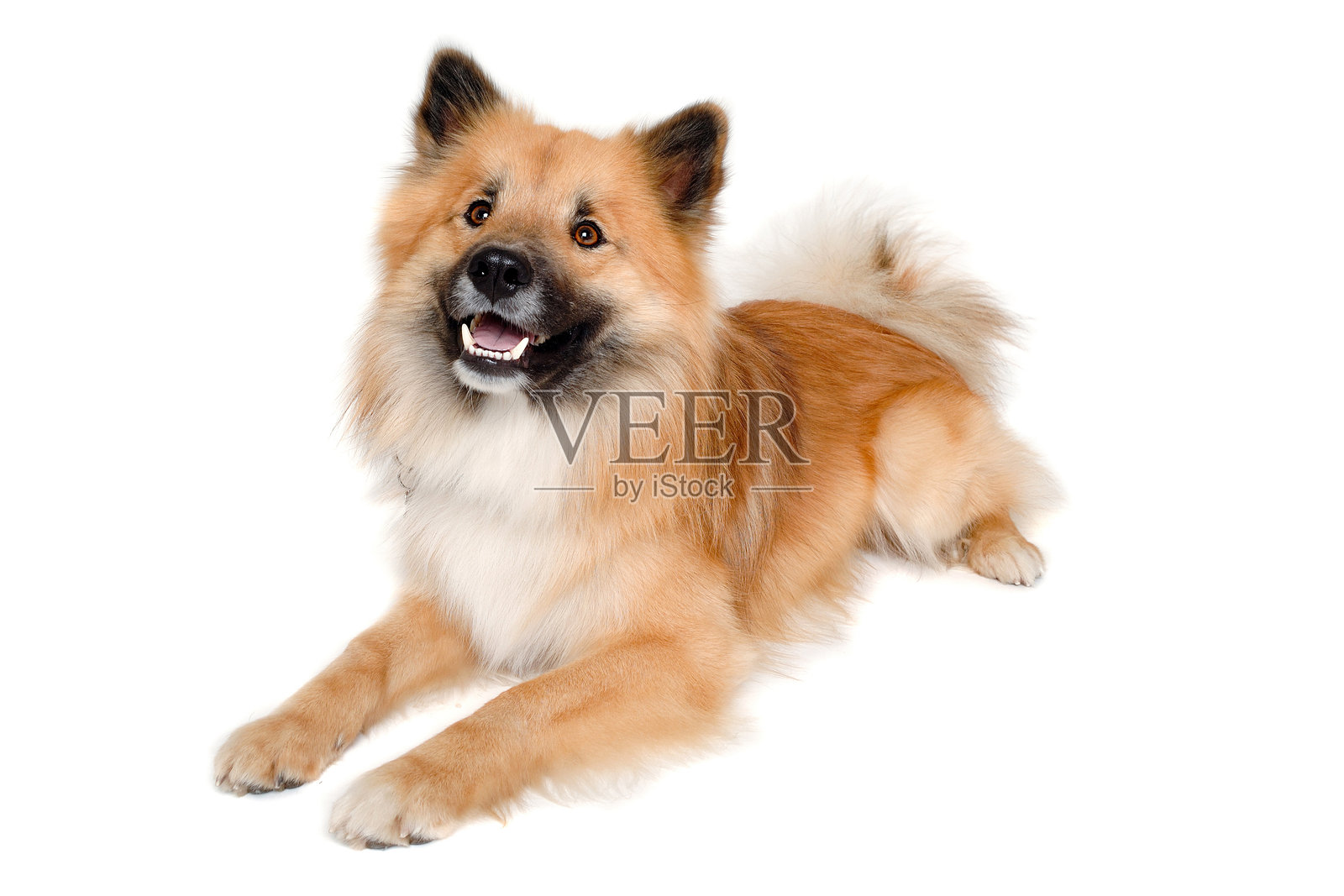 快乐的欧亚犬照片摄影图片