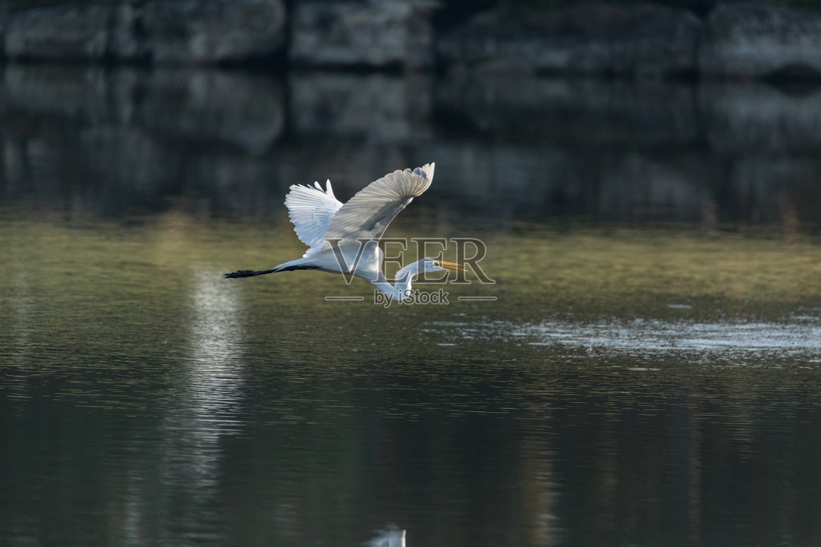 佛罗里达高尔夫球场上的白鹭（Ardea Alba）照片摄影图片