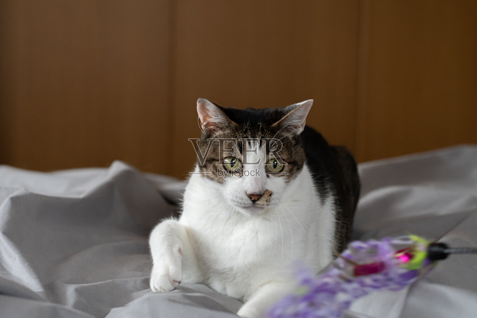 盯着你的猫照片摄影图片