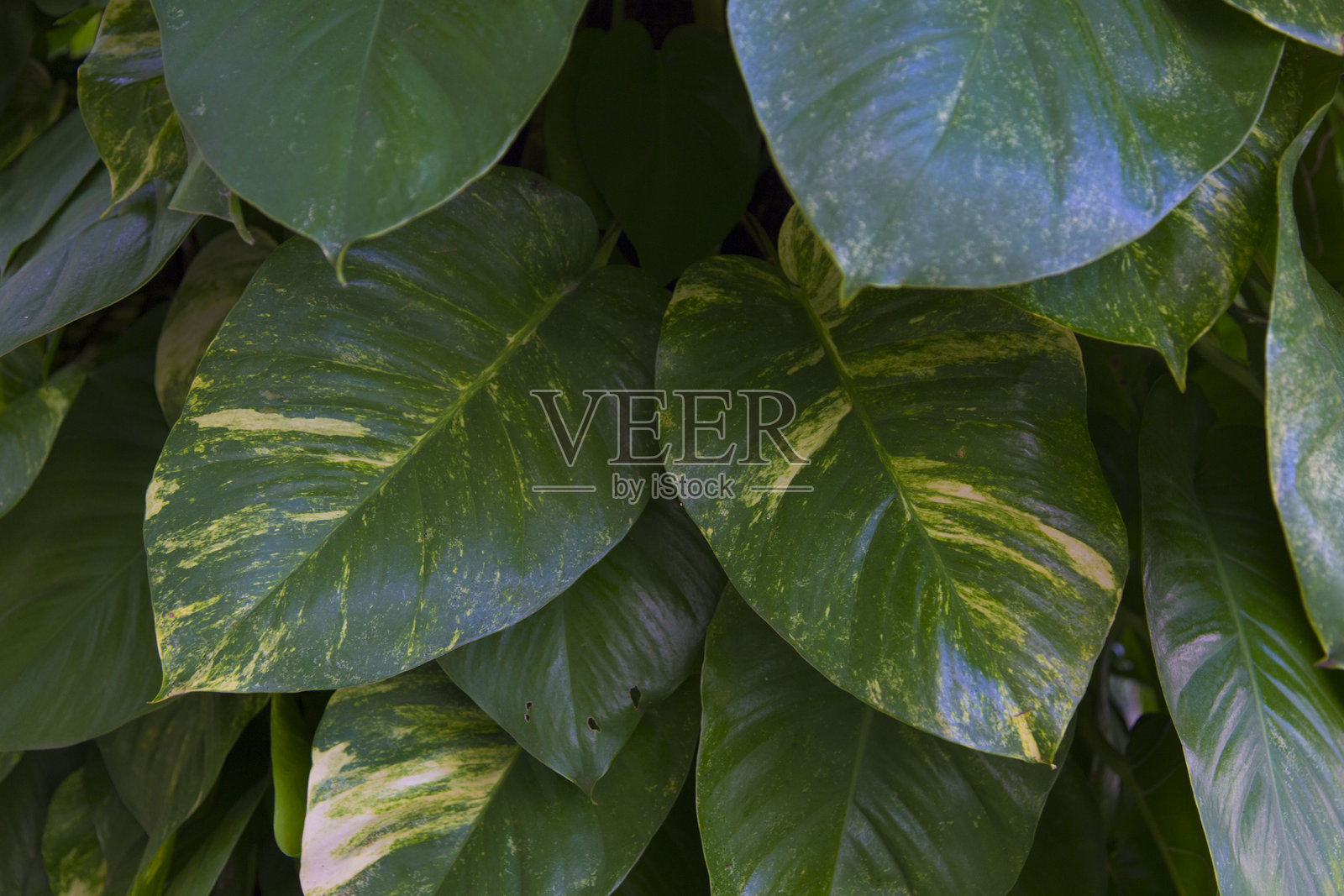 黄金葛植物照片摄影图片