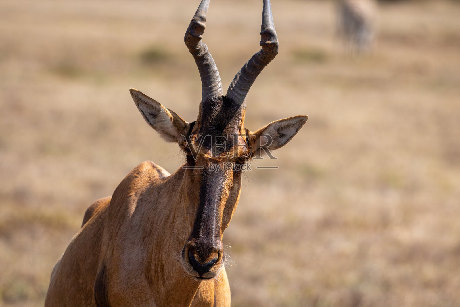 非洲草原上的红角羚照片摄影图片