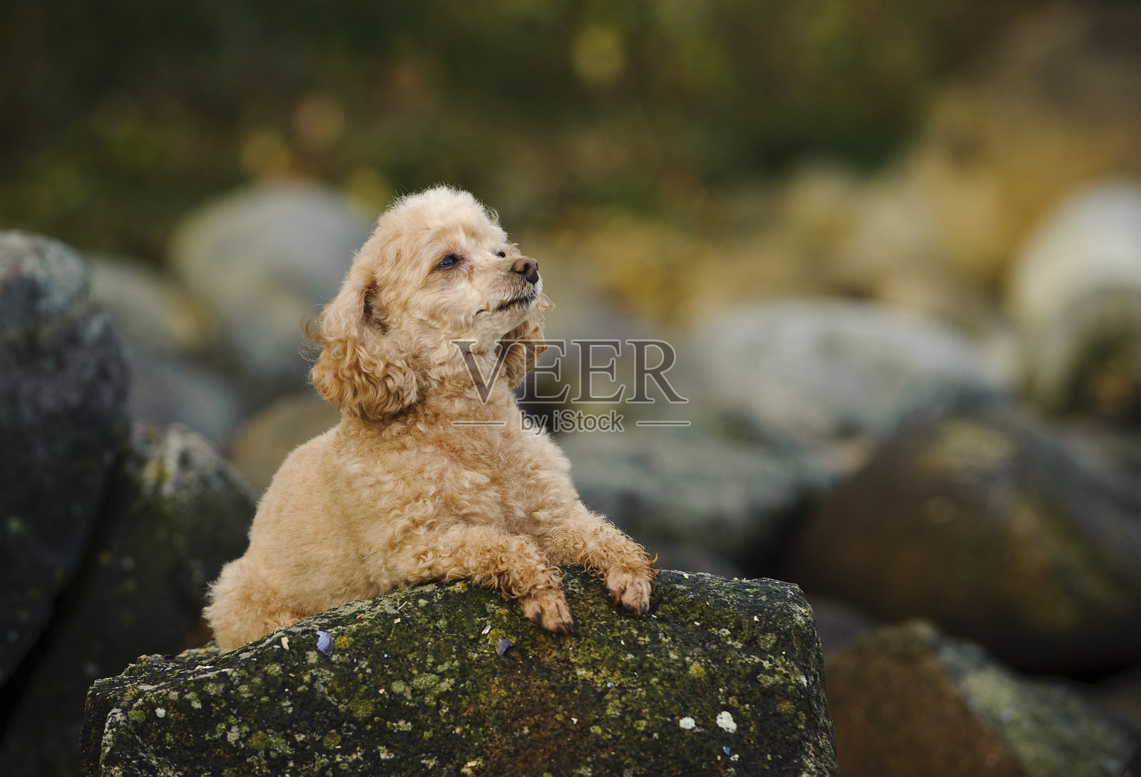 贵宾犬特写照片摄影图片