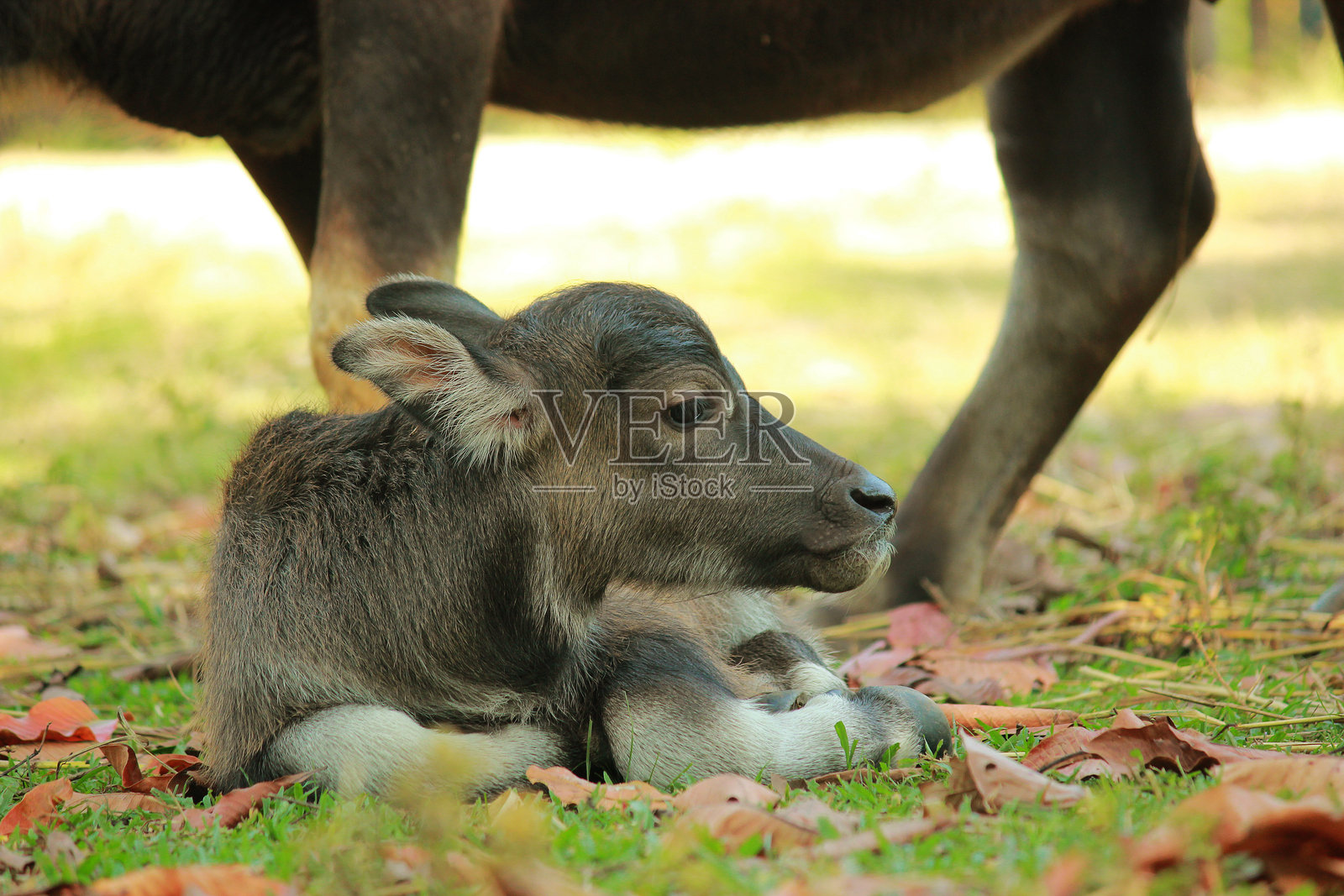 田野上母水牛与幼崽的特写镜头照片摄影图片