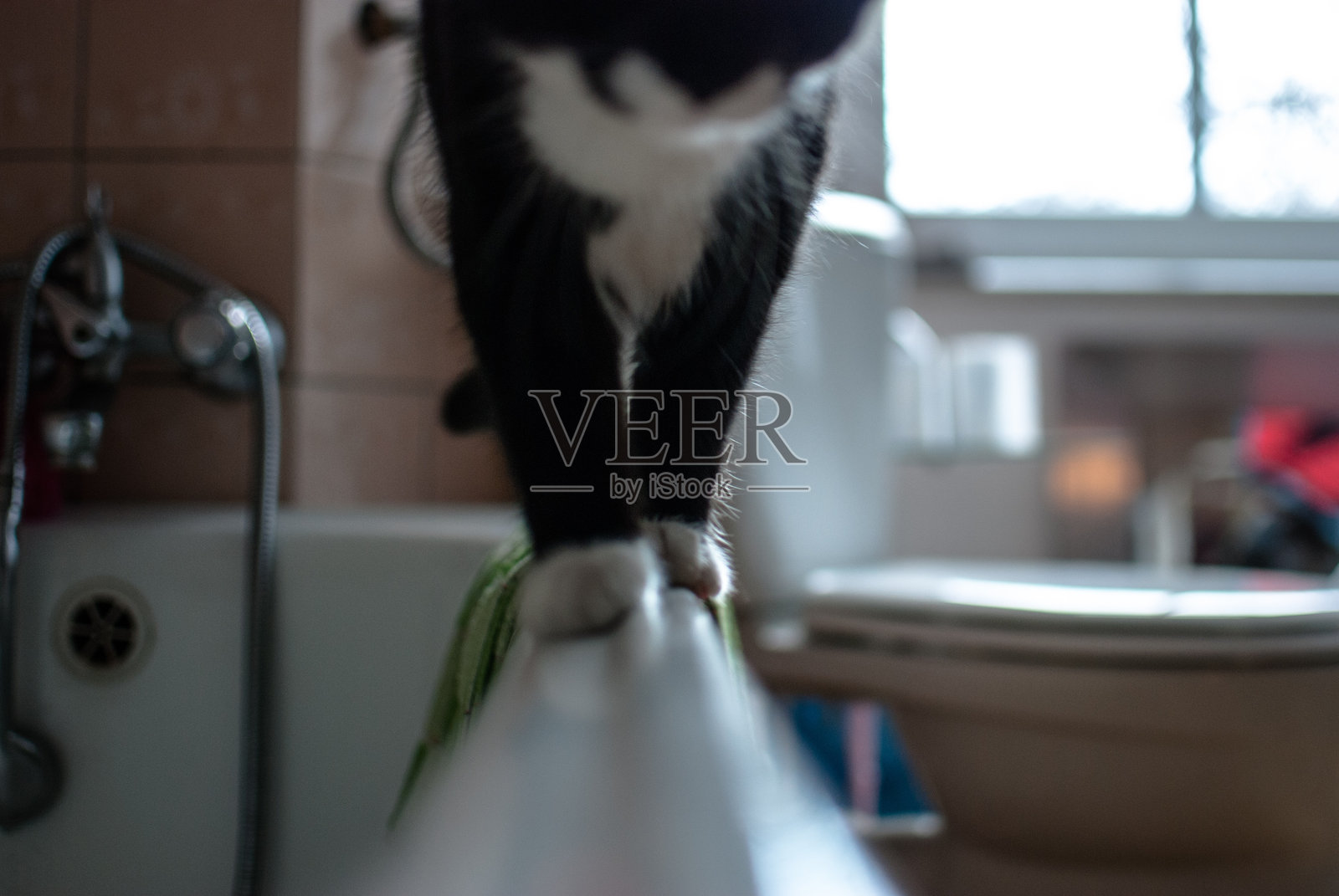 猫在家里的浴缸上走动照片摄影图片