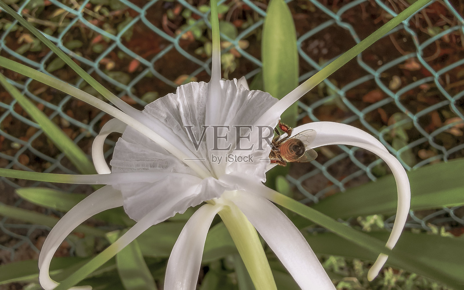 蜜蜂在墨西哥的白色加勒比百合花中。照片摄影图片