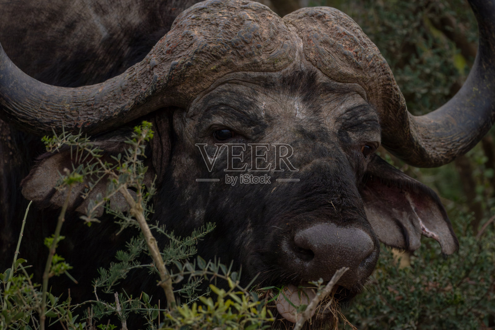 草原上的非洲水牛照片摄影图片