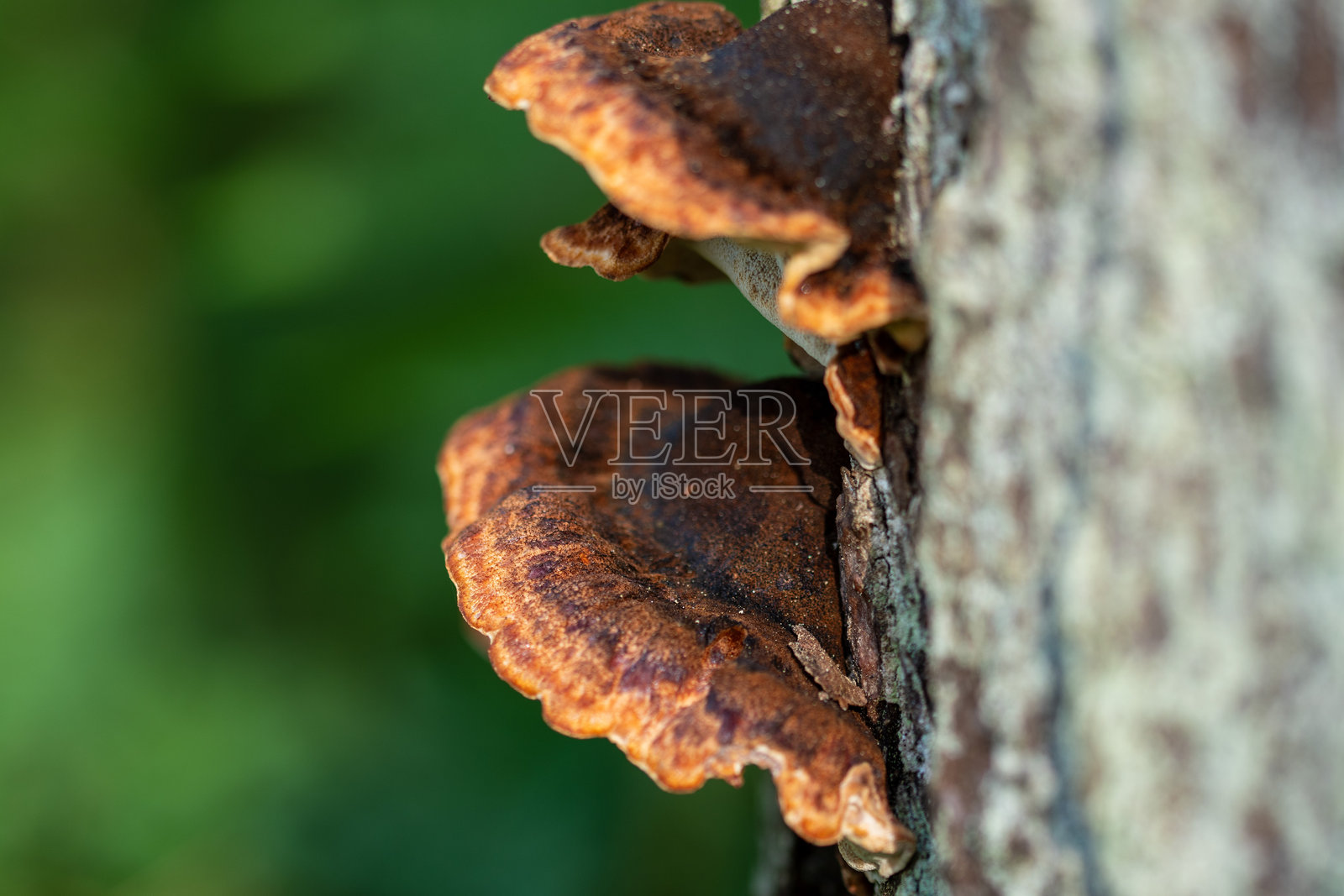 真菌照片摄影图片