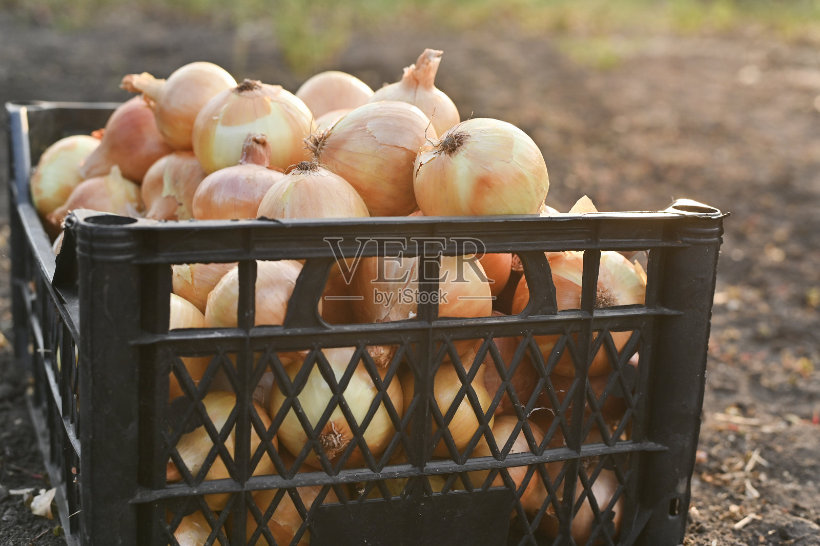 收获季节。箱子里的洋葱照片摄影图片