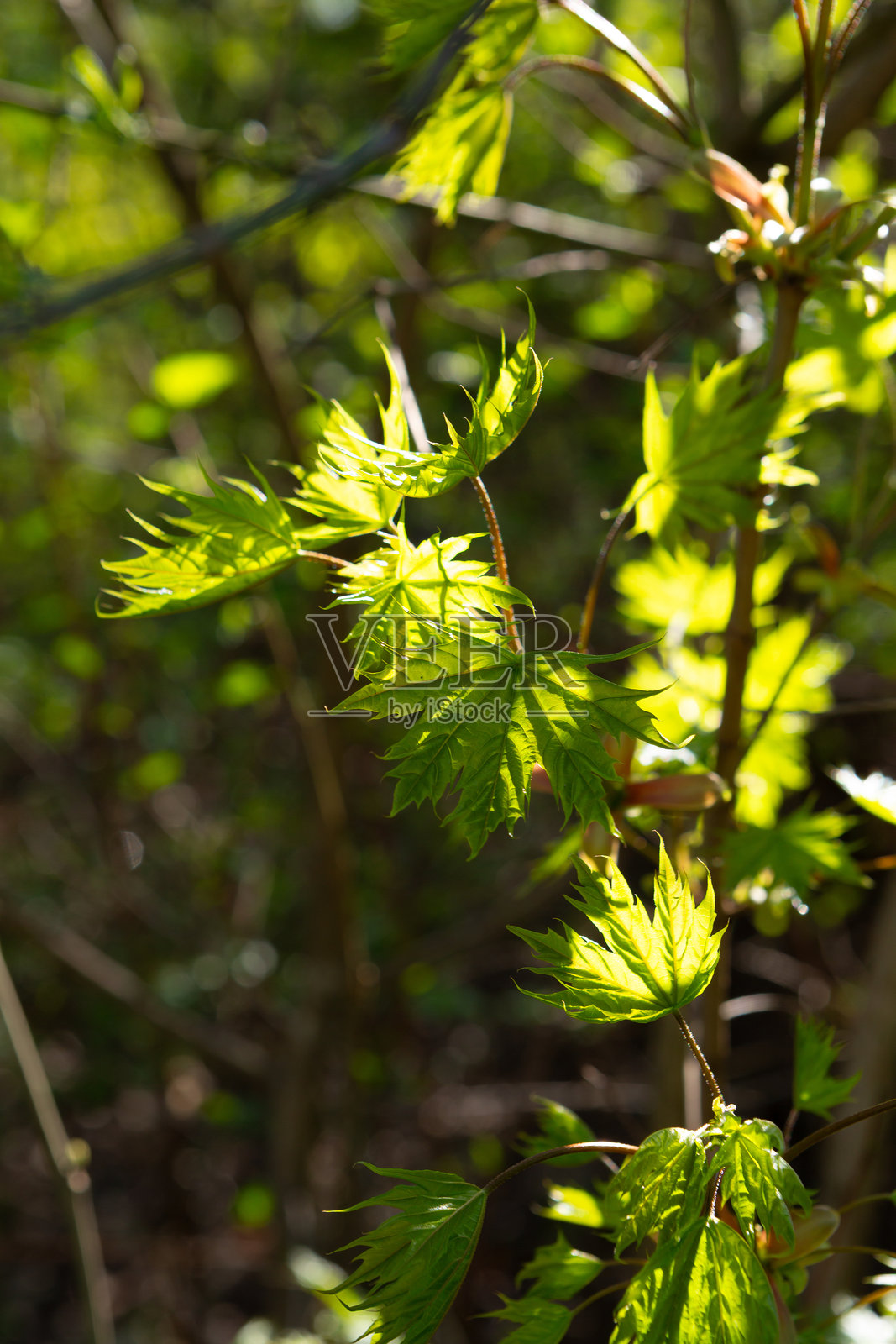 阳光明媚的森林中的春天树叶照片摄影图片