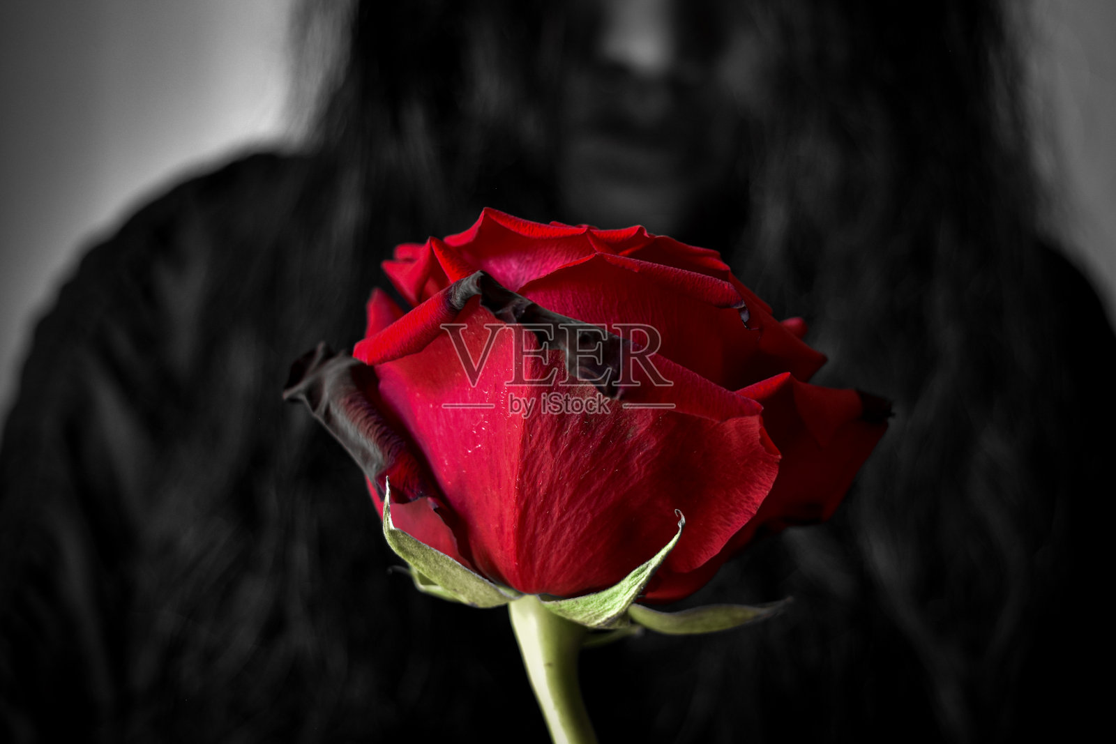 一位女性手持红玫瑰照片摄影图片