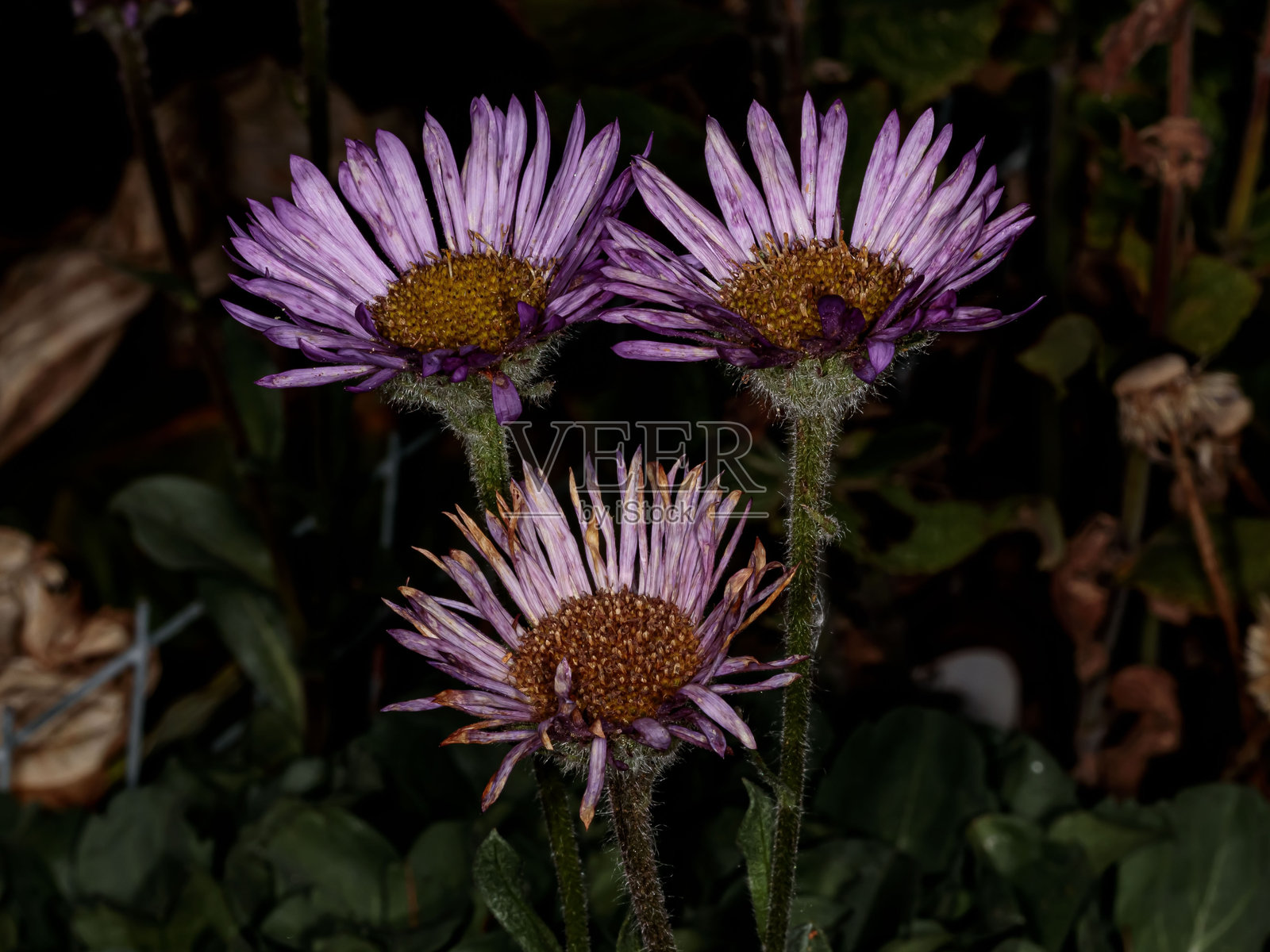 希腊跳蚤菊。照片摄影图片