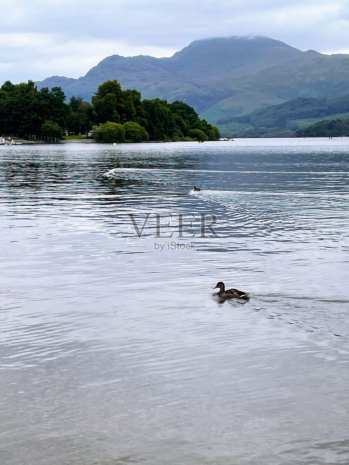 湖上的鸭子照片摄影图片