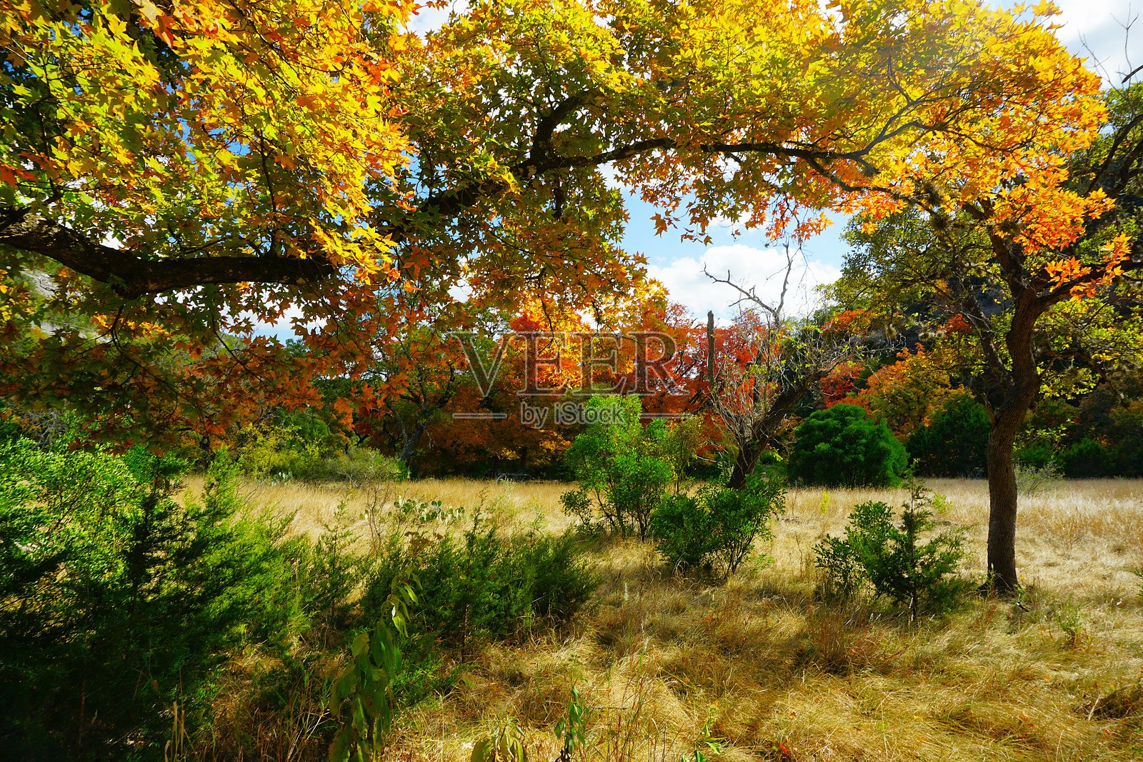 德克萨斯州失落枫树州立自然区的远足小径、观景点和枫树秋季叶子。靠近德克萨斯州的凯尔维尔和圣安东尼奥。照片摄影图片