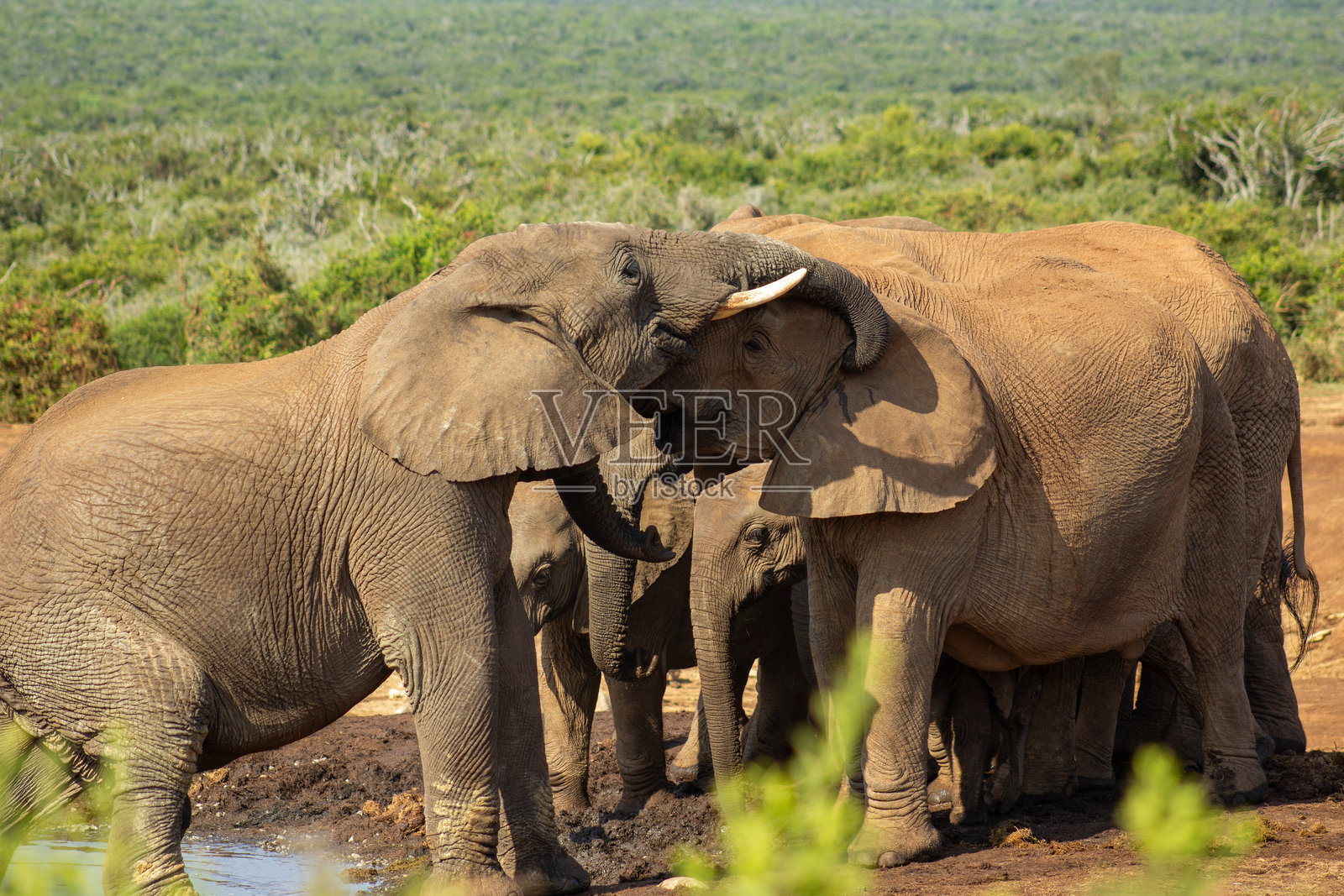 大象的拥抱照片摄影图片
