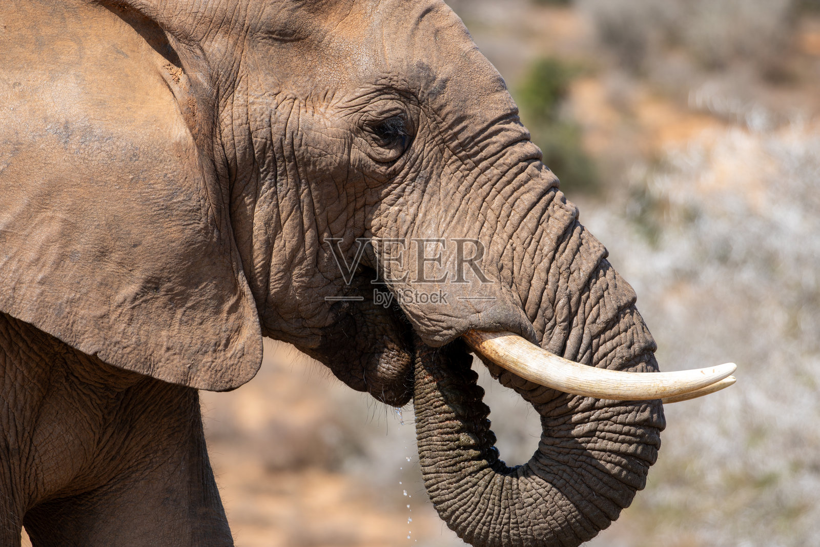 阿多国家公园的非洲象照片摄影图片