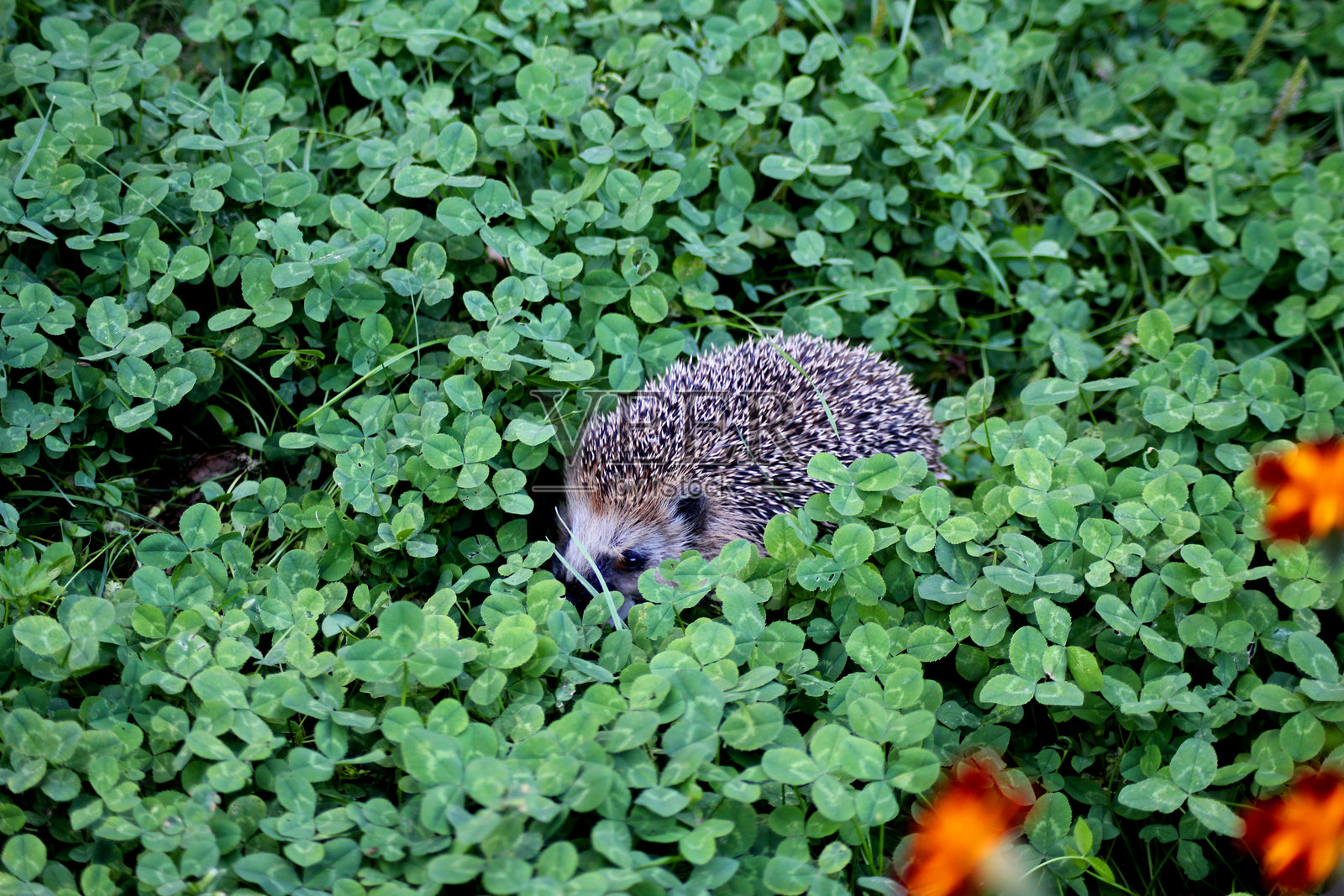 一只小刺猬在偷偷摸摸地穿过许多三叶草照片摄影图片