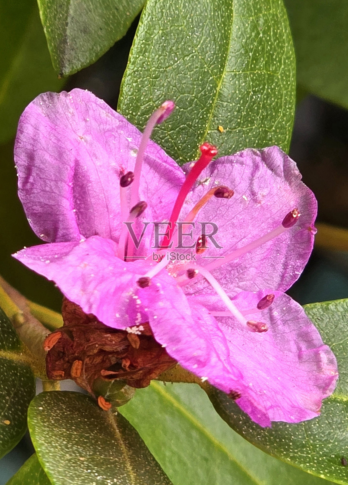 温哥华斯坦利公园海堤公共公园和休息区的多变花卉和植物照片摄影图片