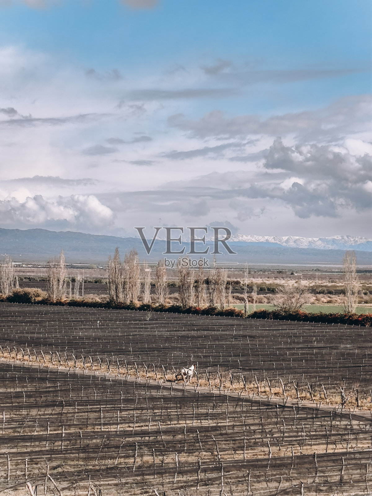 一匹马、葡萄园和山脉照片摄影图片