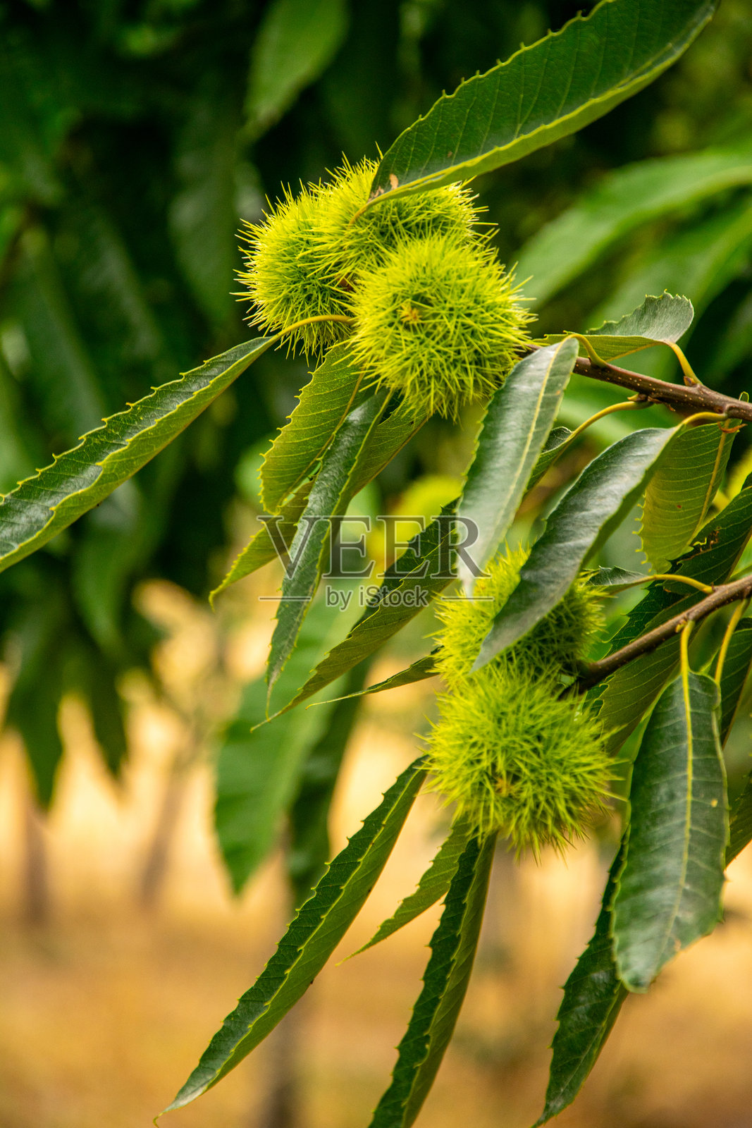 栗树的枝条和果实。栗子刺球。欧洲栗（Castanea sativa）照片摄影图片