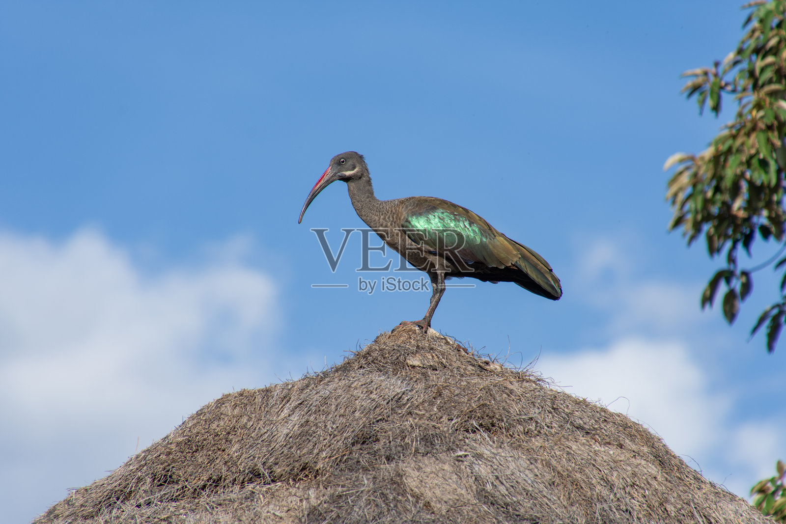 哈德达鹮鸟的特写镜头照片摄影图片