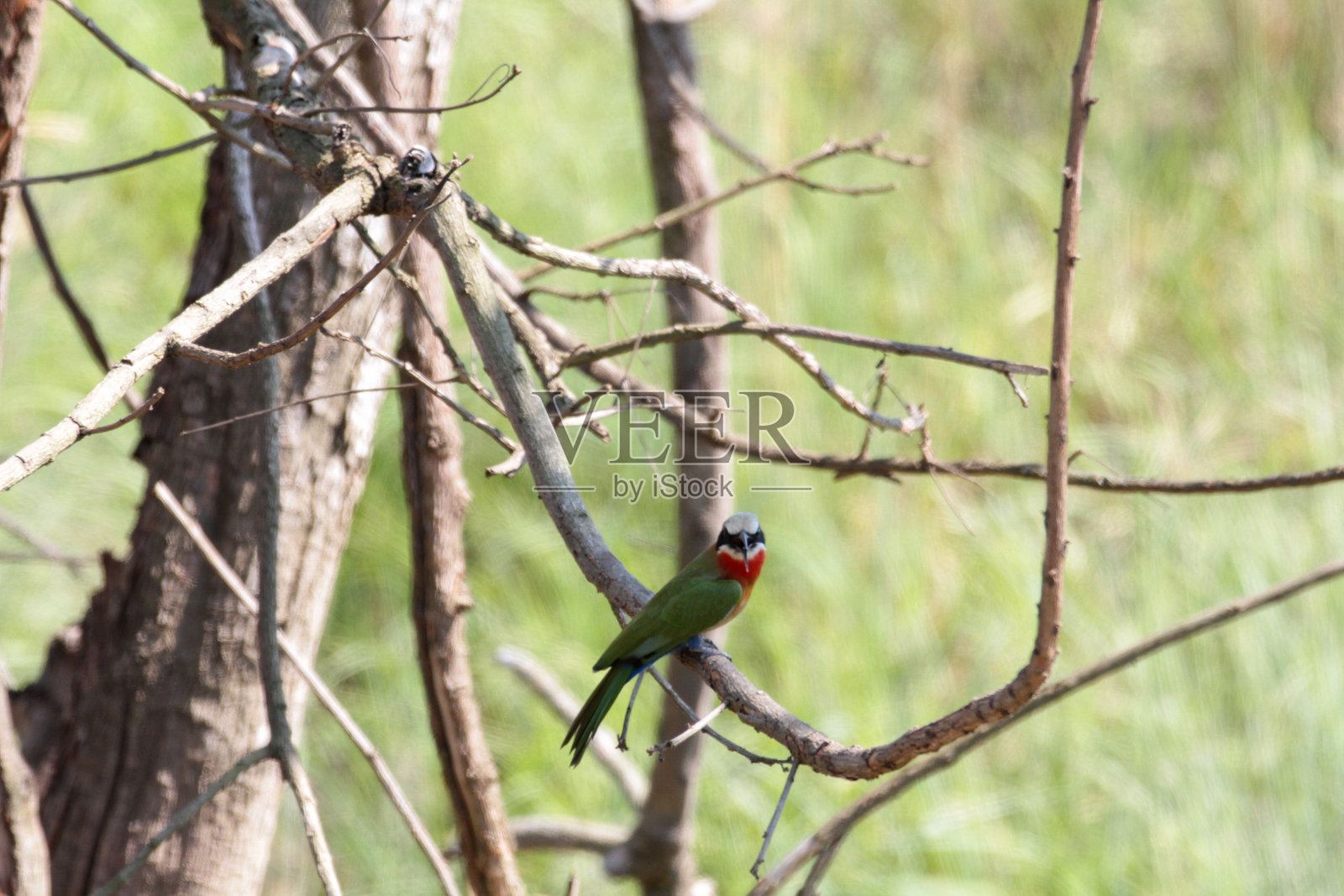 赫鲁赫鲁韦-伊姆佛洛齐公园，南非照片摄影图片