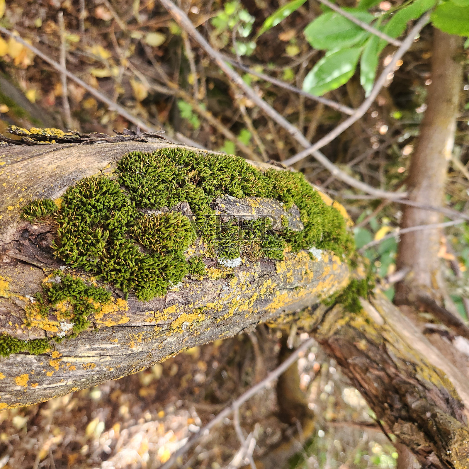秋季苔藓照片摄影图片