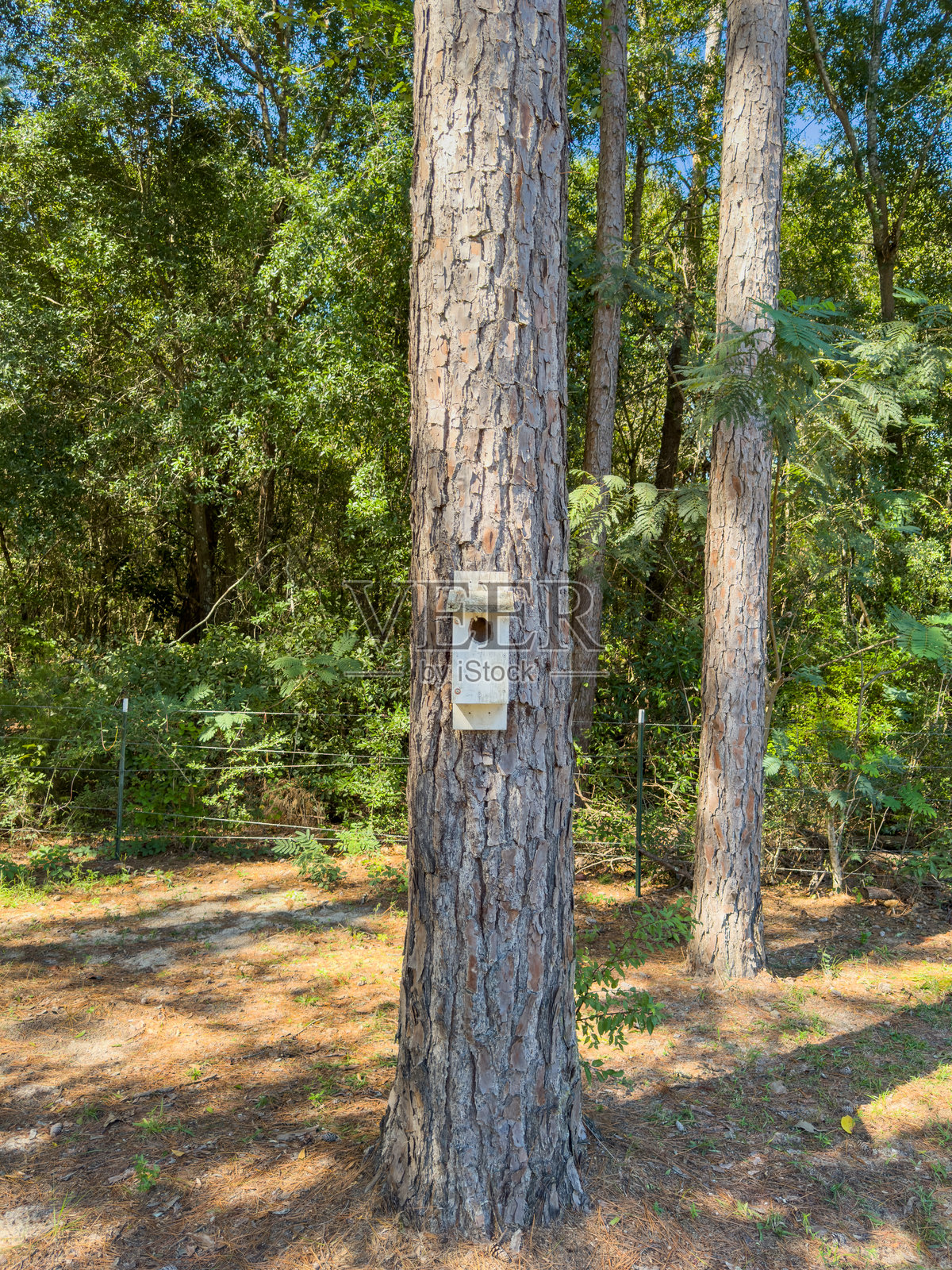 钉在树上的木鸟屋照片摄影图片