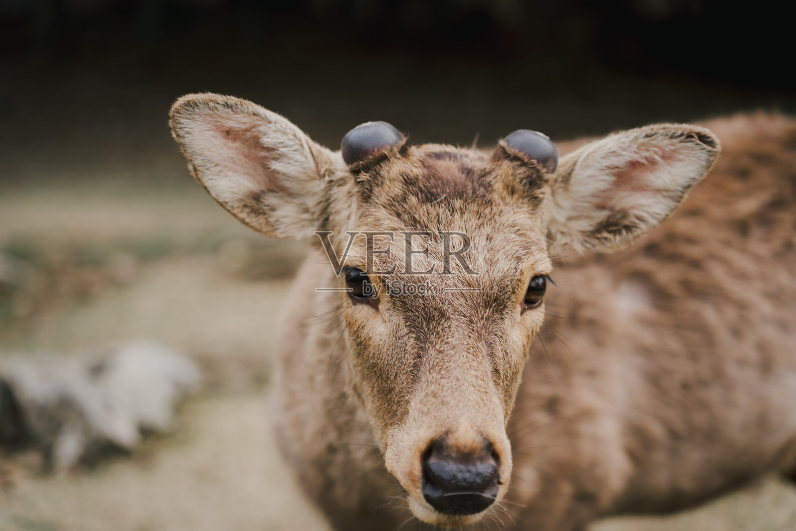 一只鹿的特写面孔。照片摄影图片
