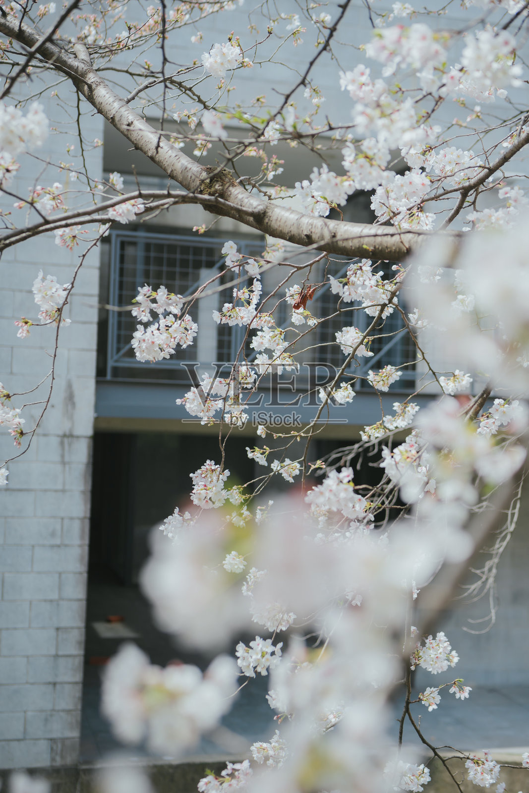 美丽的樱花在现代建筑背景下盛开，捕捉春天与城市自然的精髓。照片摄影图片