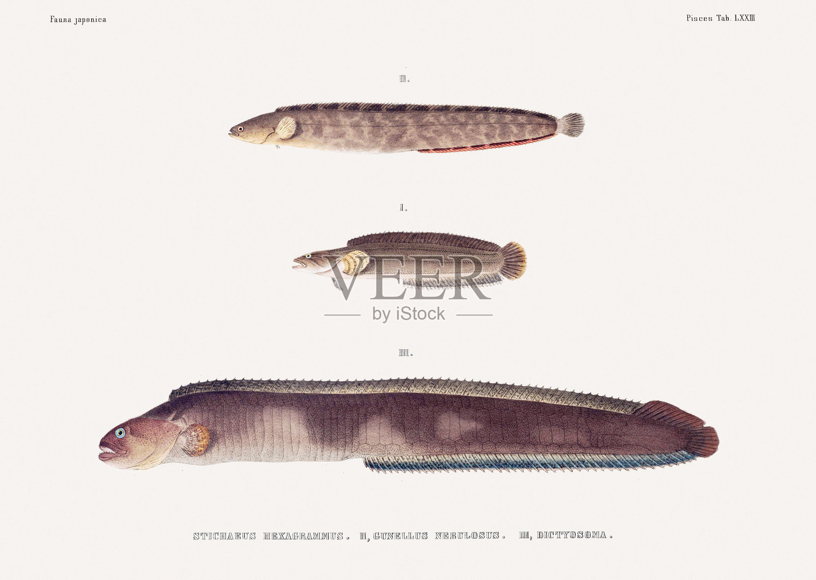 复古鱼类插图。来自一本关于日本动物的古籍的插图。插画图片素材