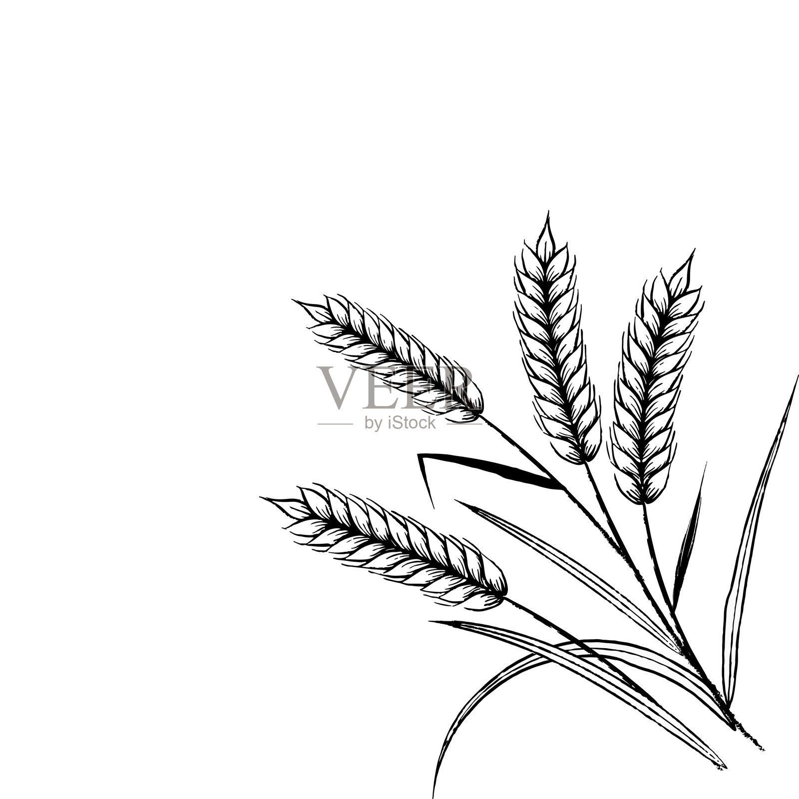 黑麦的绘画插画图片素材
