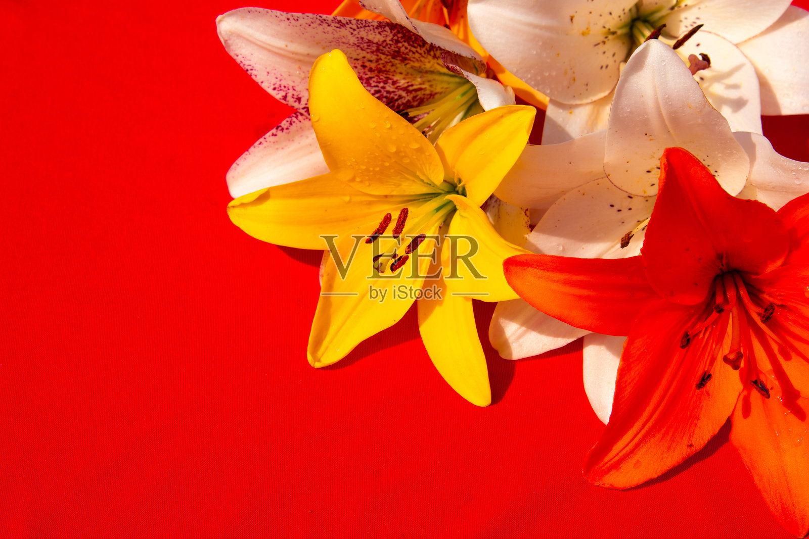 美丽的百合花在阳光明媚的日子里躺在背景上。照片摄影图片