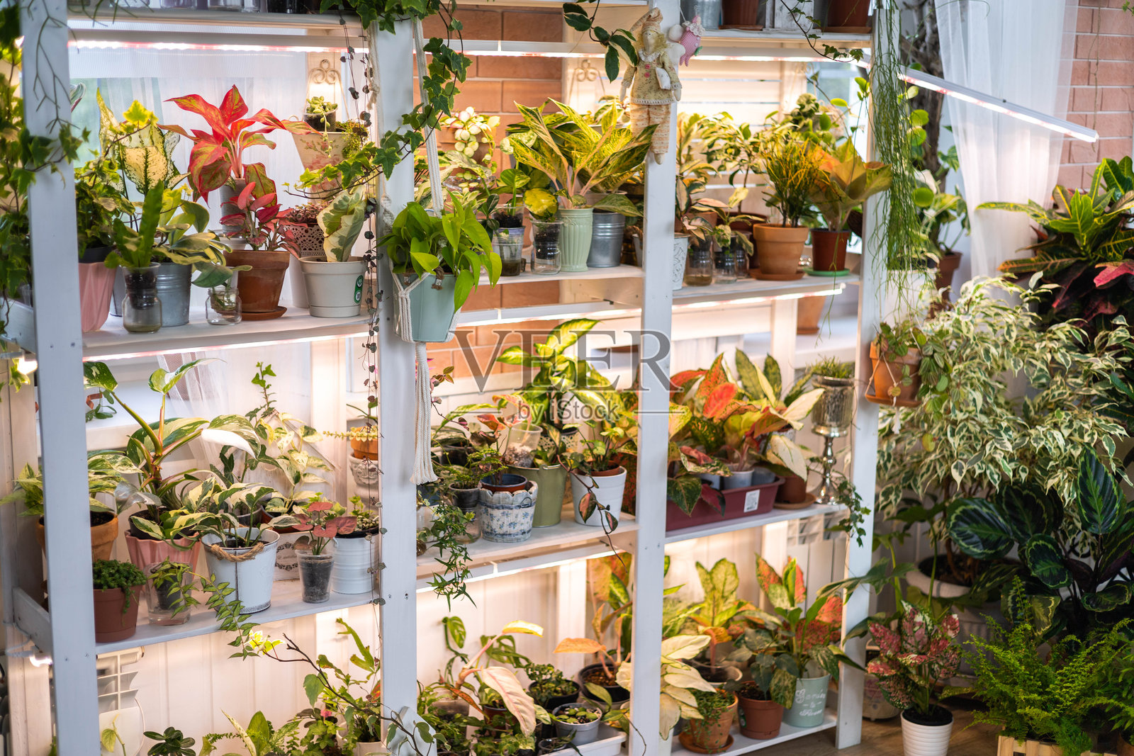 室内家庭花园爱好，许多盆栽植物放置在木制架子上，伴有灯光照明照片摄影图片