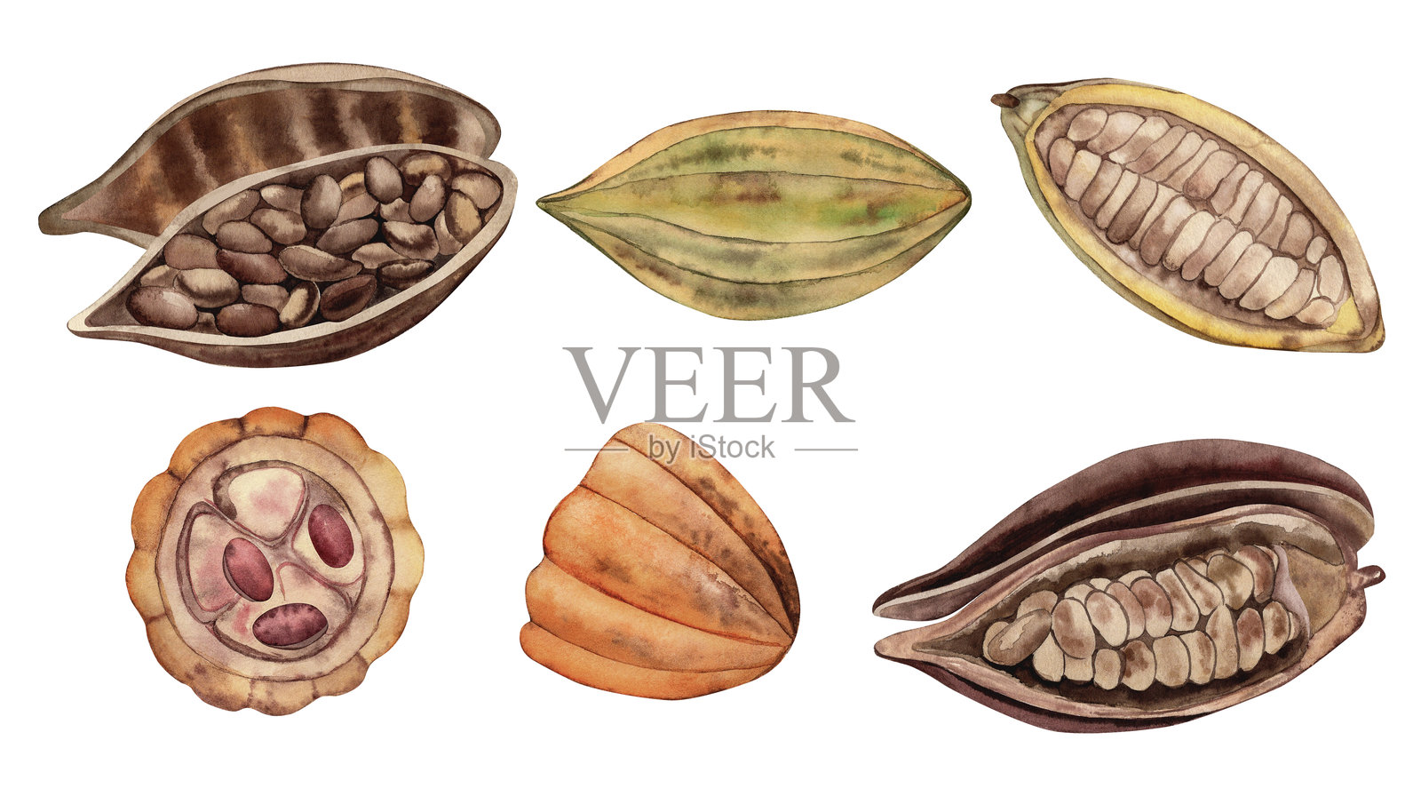 整颗可可豆，切开后露出内部的颗粒。手绘的插图，采用水彩植物风格，色调为棕色、黄色和橙色。适用于包装、菜单和咖啡馆海报。插画图片素材
