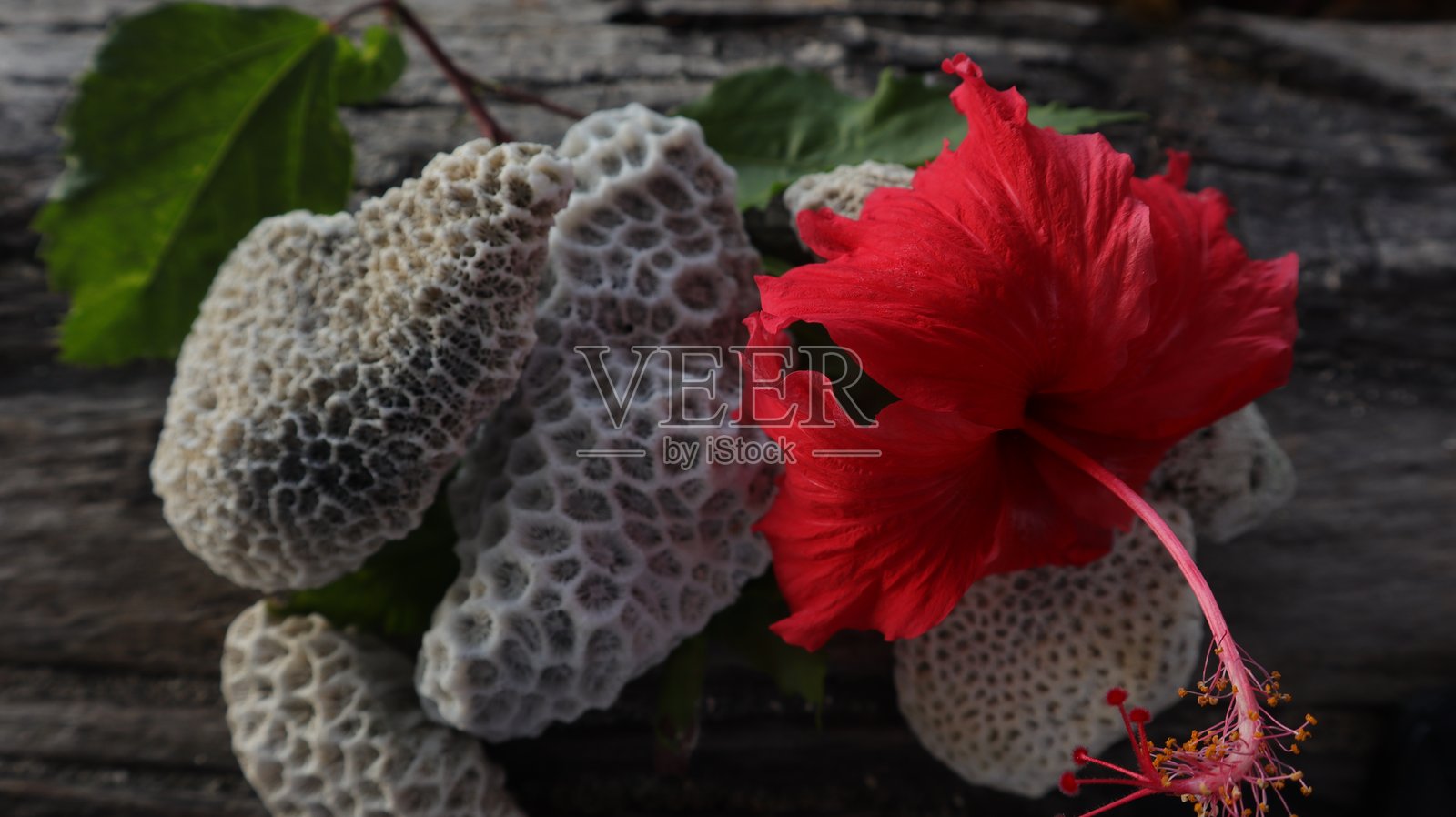 死去的珊瑚和花朵照片摄影图片