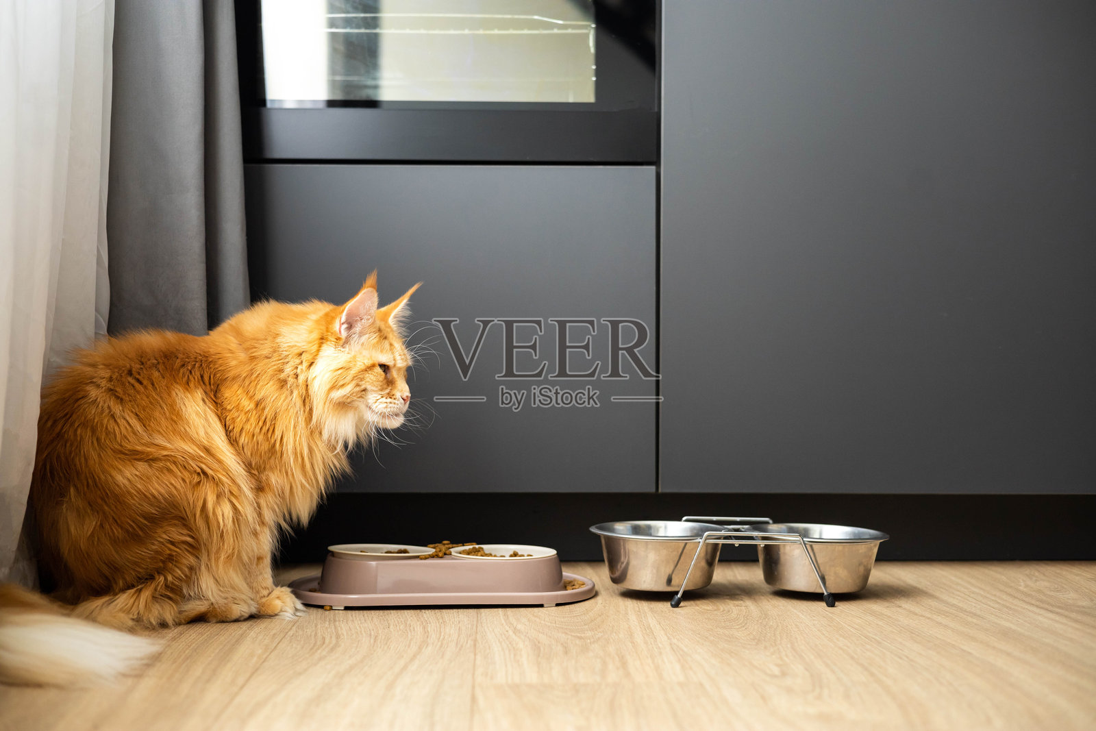 女性在地板上用刷子为缅因猫梳理毛发，细致照顾宠物。照片摄影图片