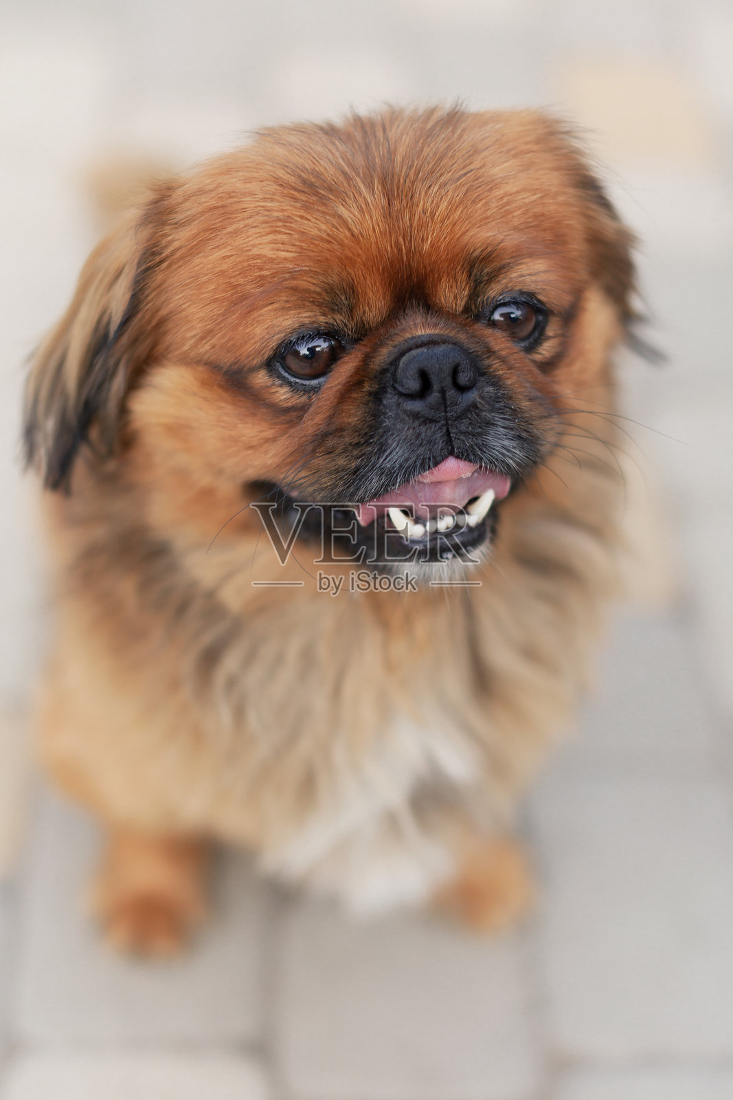 可爱搞笑的红色狮子狗在公园里快乐地玩耍。最好的朋友。漂亮的成年狗在阳光下的花园里。照片摄影图片