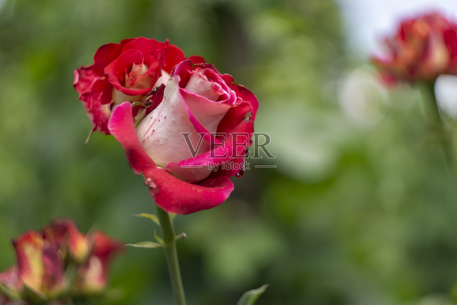 盛开的浅粉色玫瑰在绿色模糊背景中照片摄影图片