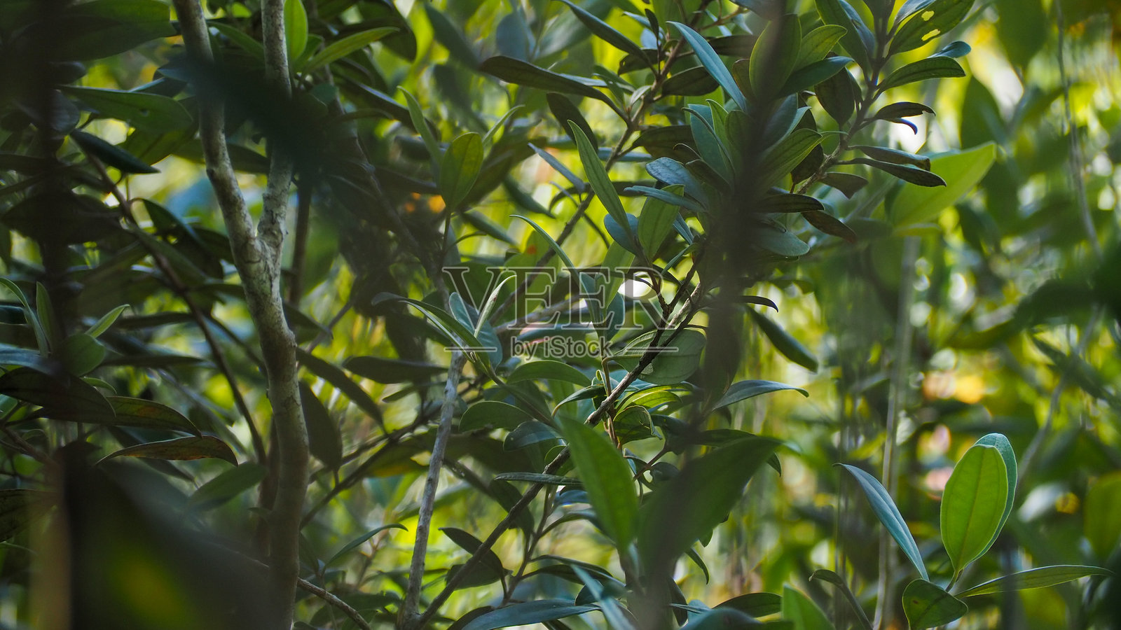 绿色叶子。热带绿色叶子纹理背景。照片摄影图片