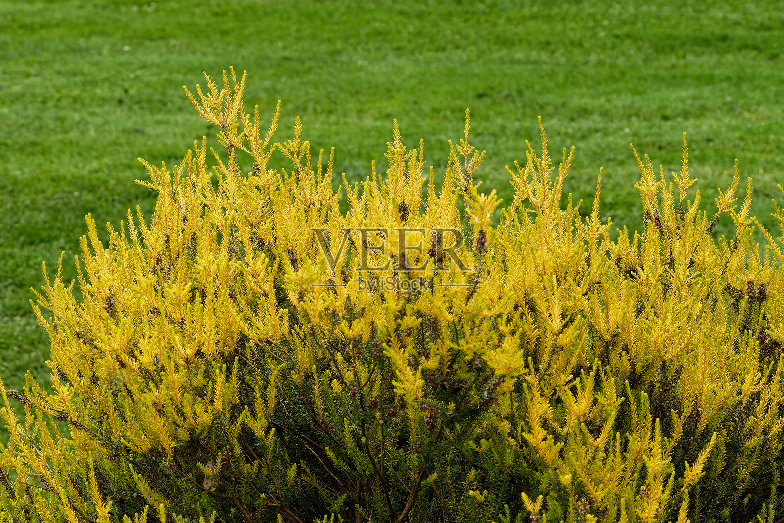 黄色的石南花照片摄影图片