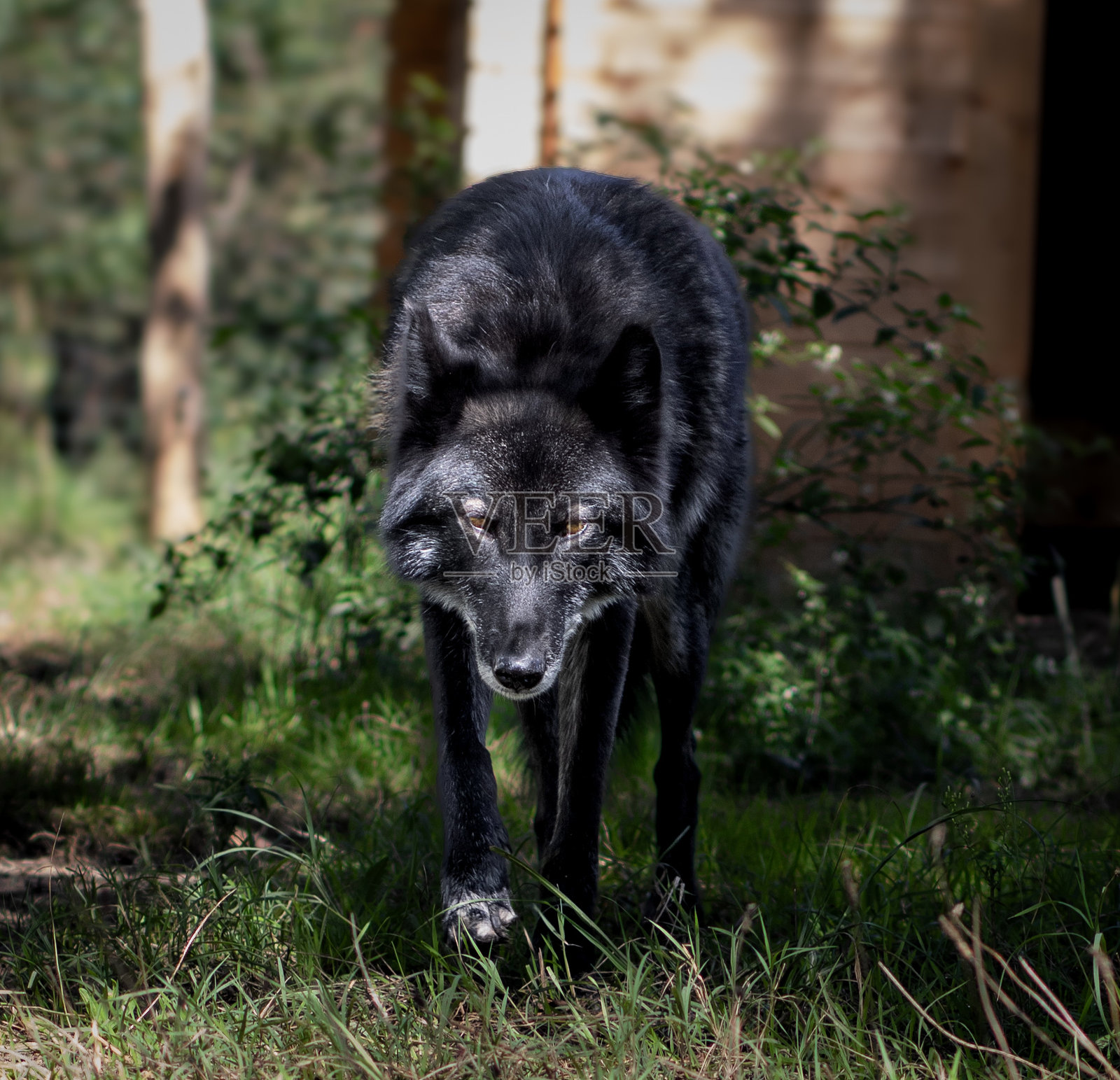 美洲狼犬照片摄影图片