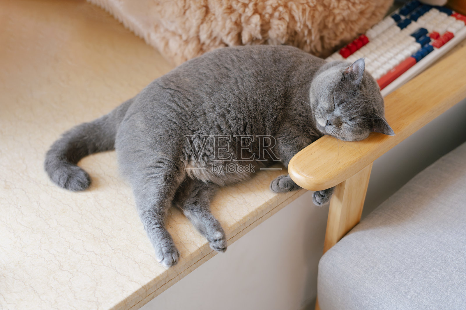 英国短毛猫躺在地上睡觉，睡姿可爱得像人类一样。照片摄影图片