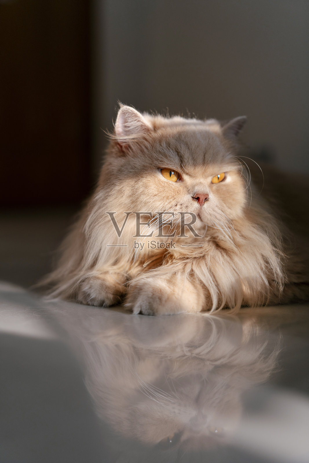 一只黄色的英国长毛猫坐在地上享受着傍晚的阳光照片摄影图片