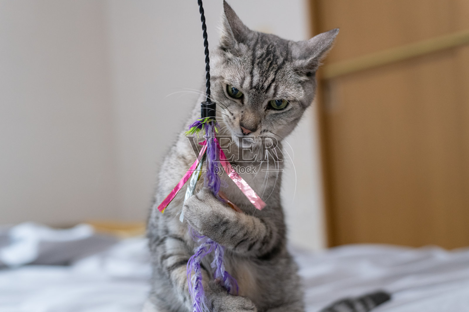 可爱的猫咪在玩玩具照片摄影图片